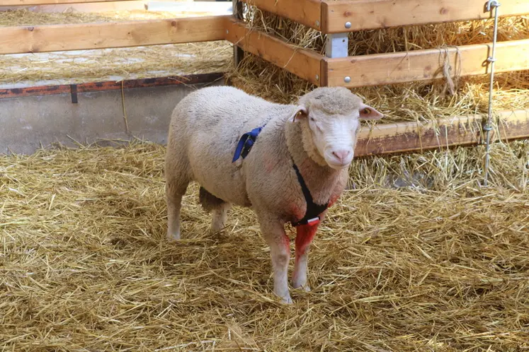 <em class="placeholder">bélier muni d'un tablier marqueur</em>