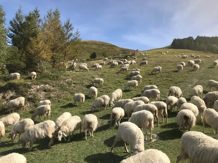 <em class="placeholder">Brebis au pâturage</em>