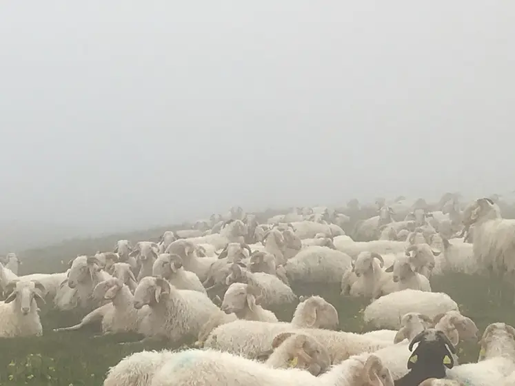 <em class="placeholder">Brebis au pâturage</em>