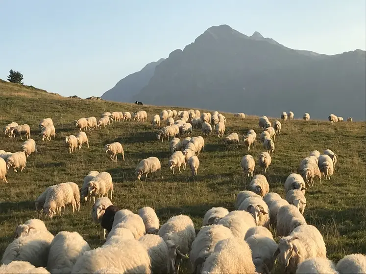 <em class="placeholder">Brebis au pâturage</em>