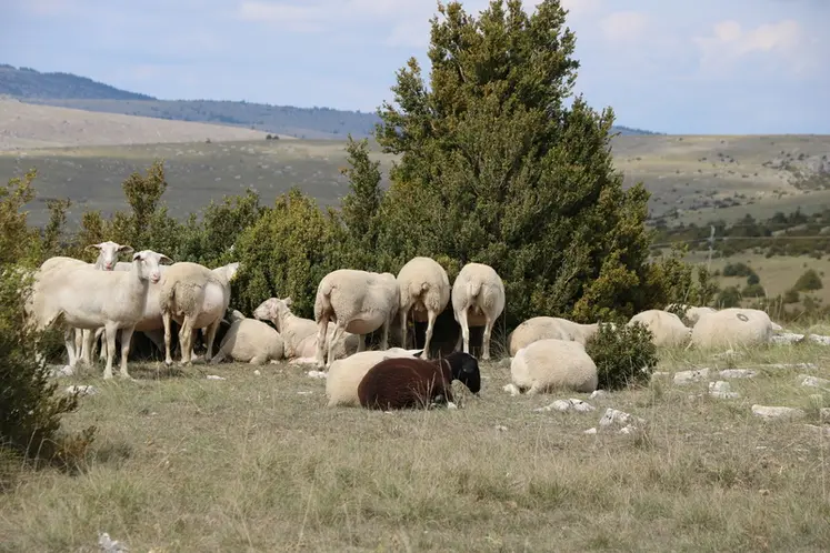 <em class="placeholder">Brebis lacaune dans les Causses</em>
