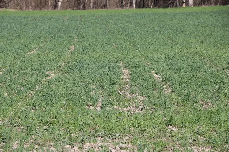 <em class="placeholder">Parcelle d'essai à Carmejane</em>