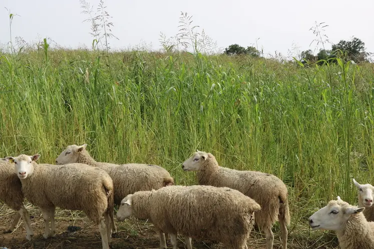 <em class="placeholder">Moutons pâturant du teff-grass</em>