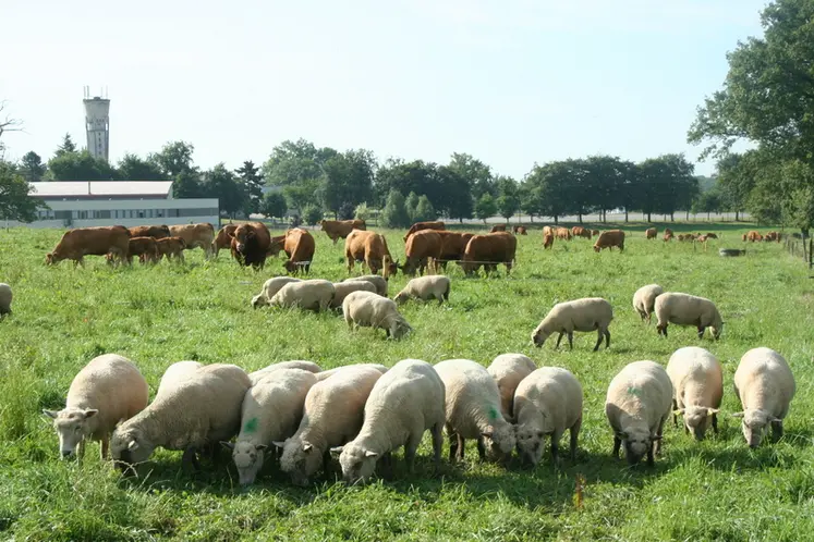 <em class="placeholder">Brebis au pâturage avec des vaches allaitantes</em>