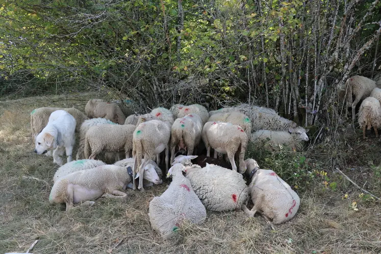 <em class="placeholder">Troupeau de brebis laitières</em>