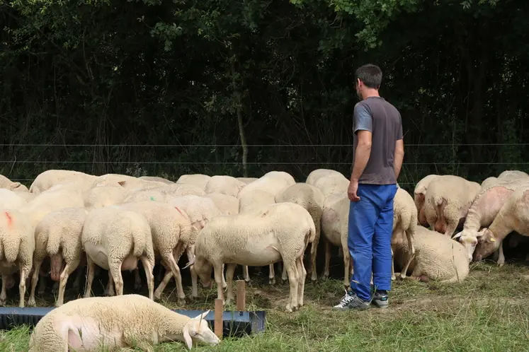 <em class="placeholder">Eleveur de brebis laitières en Bretagne</em>