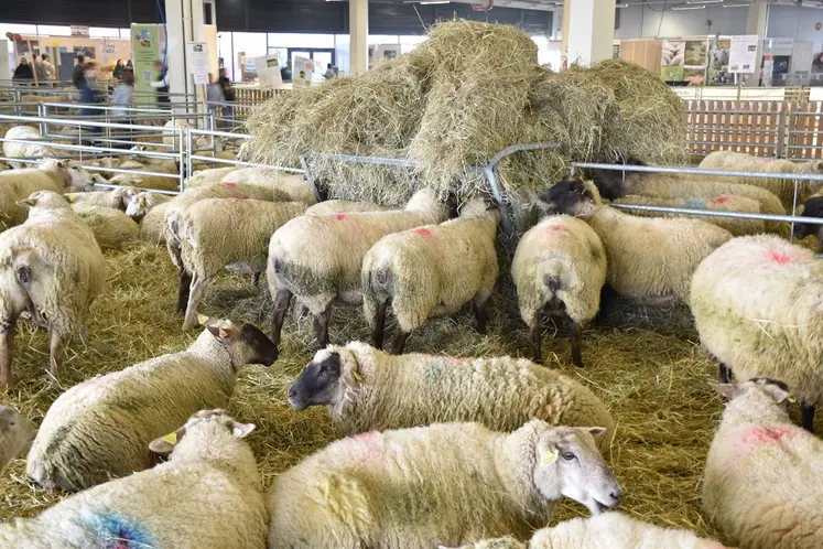 Dans le hall ovin du salon agrimax, des brebis mangent du fourrage disposé en tas.