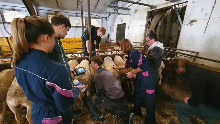 Des élèves du CS Conduite d'un élevage ovin lait manipulent des brebis en bergerie.