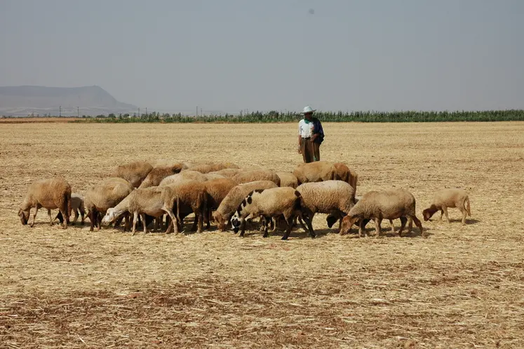 <em class="placeholder">Moutons et éleveur au Maroc</em>