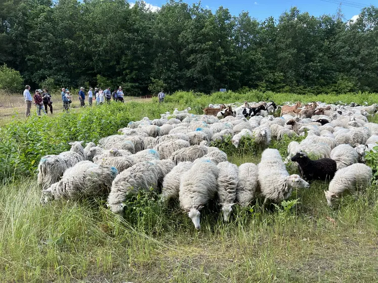 Des brebis pâturent une friche en Allemagne.