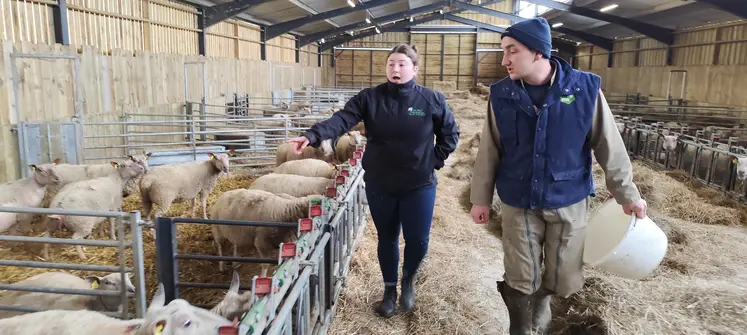Une technicienne conseille un éleveur ovin dans une bergerie.