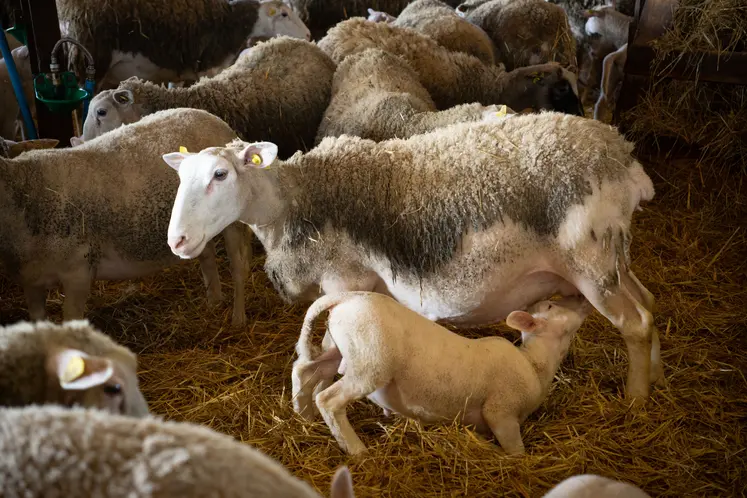 Une brebis Romane allaite son agneau