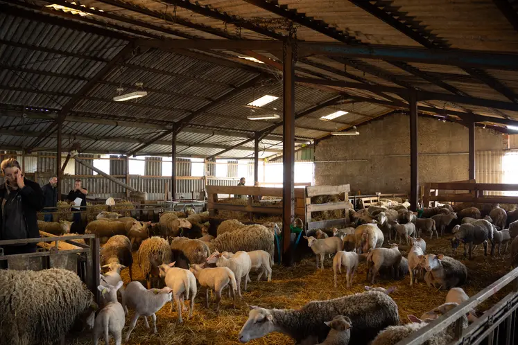 Une bergerie pleine de brebis Romane
