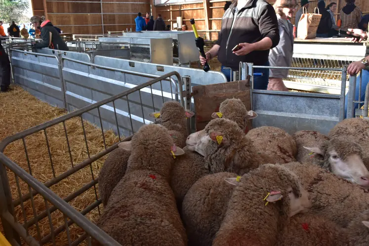Des brebis attendent d'être triées dans le cadre d'une épreuve des Ovinpiades.