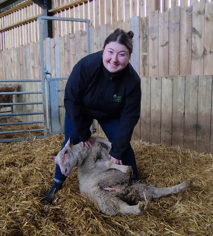 Une conseillère fait l'examen d'une brebis.
