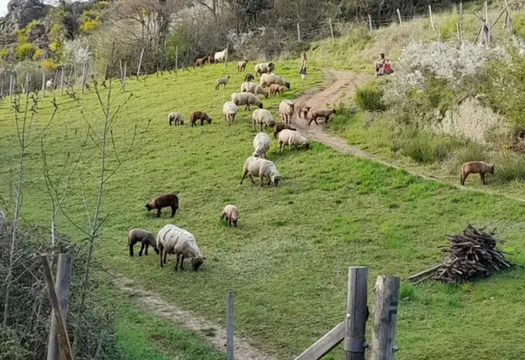 Des brebis pâturent une pente en herbe.