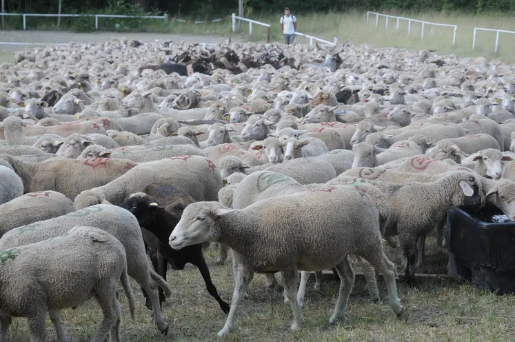 Des brebis transhument