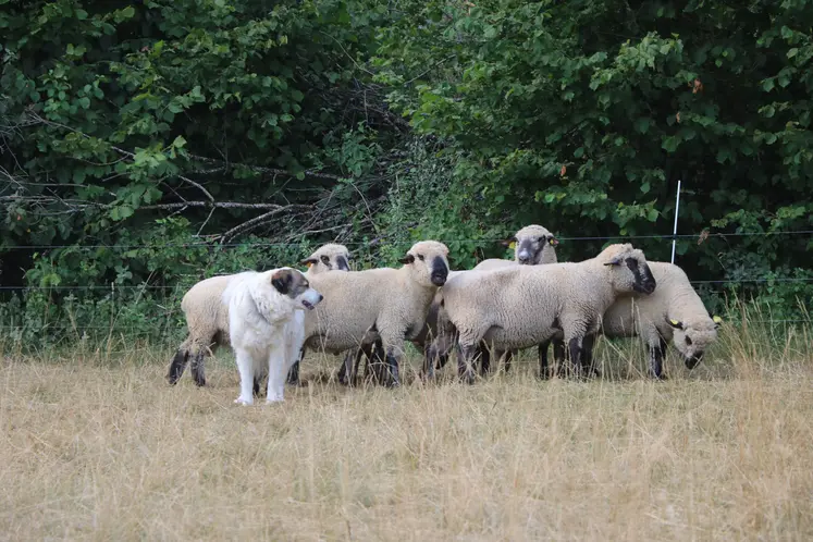 Un chien de protection garde des brebis au pâturage.