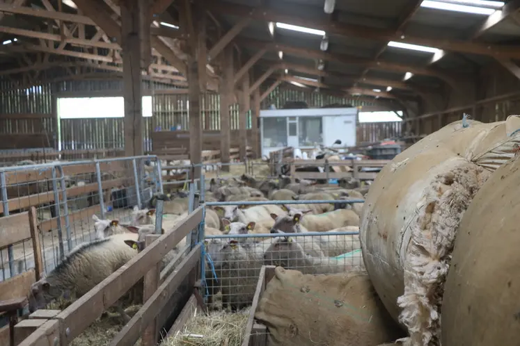 <em class="placeholder">Des curons de laine sont entassés dans une bergerie.</em>