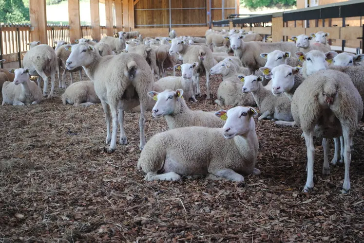 <em class="placeholder">Des brebis sont sur une litière de plaquettes en bois dans une bergerie.</em>