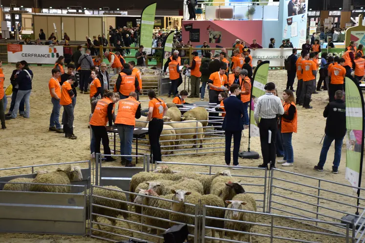 Le ring où se déroulent les Ovinpiades 2026