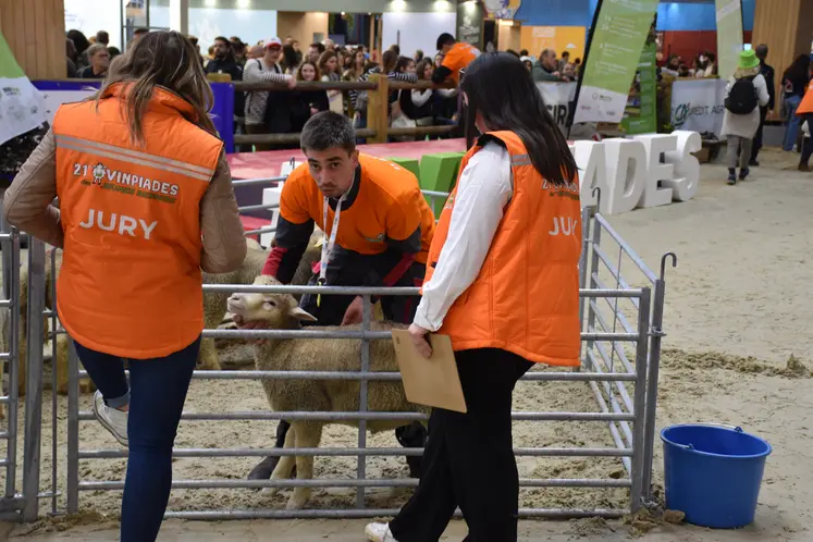 Epreuve de tri des agneaux