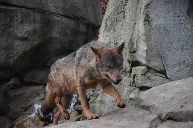Un loup dans un environnement rocheux