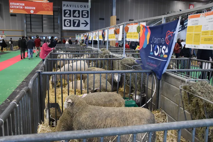 brebis Ile de France au SIA 2026