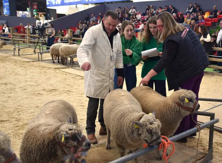 Concours de la race Avranchin