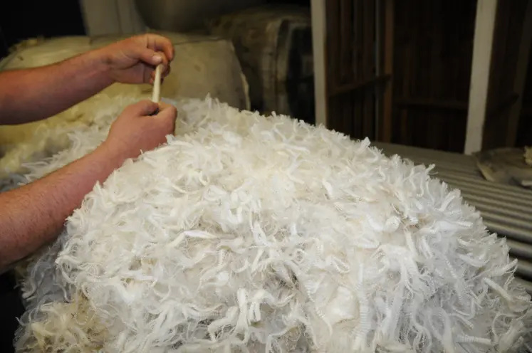 Une toison en cours de tri