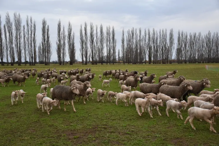 <em class="placeholder">La Mérinos d'Arles est bien adaptée à la transhumance.</em>