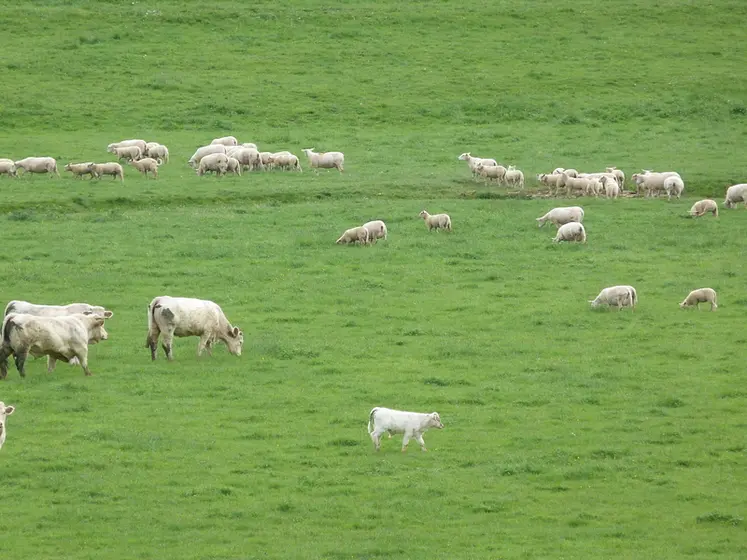 <em class="placeholder">Des bovins et des ovins pâturent simultanément la même parcelle.</em>