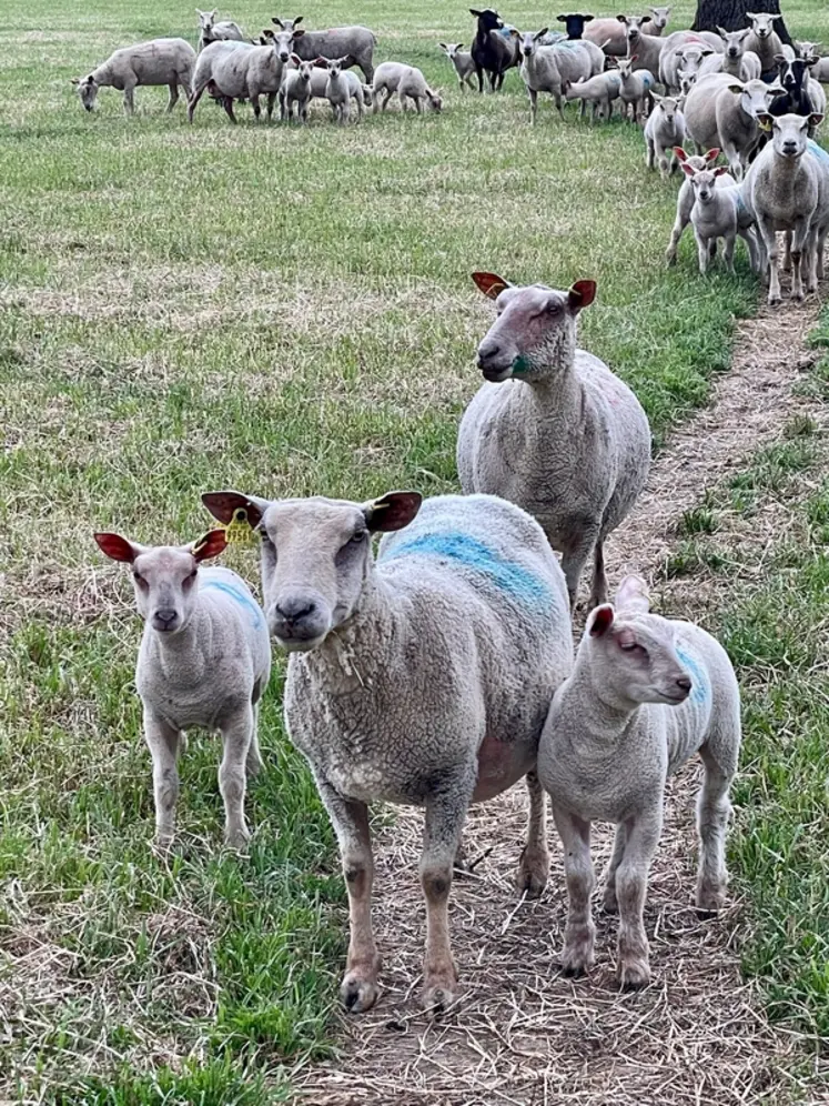 <em class="placeholder">Des brebis pâturent.</em>