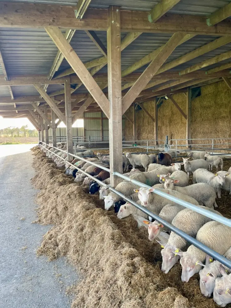 <em class="placeholder">Agneaux en bergerie</em>