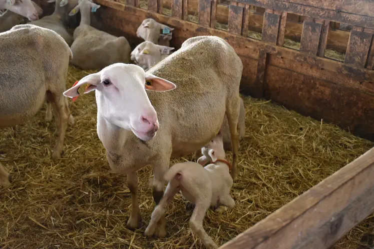 Une brebis lacaune allaite son agneau.