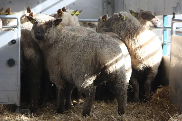Des moutons sont transportés dans un camion.