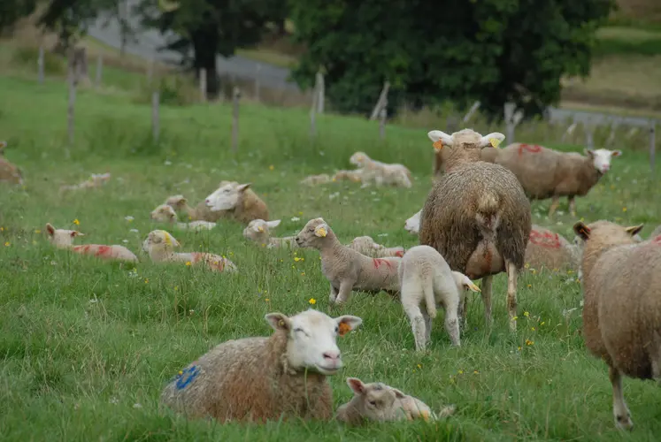 Des brebis au pâturage avec leurs agneaux.
