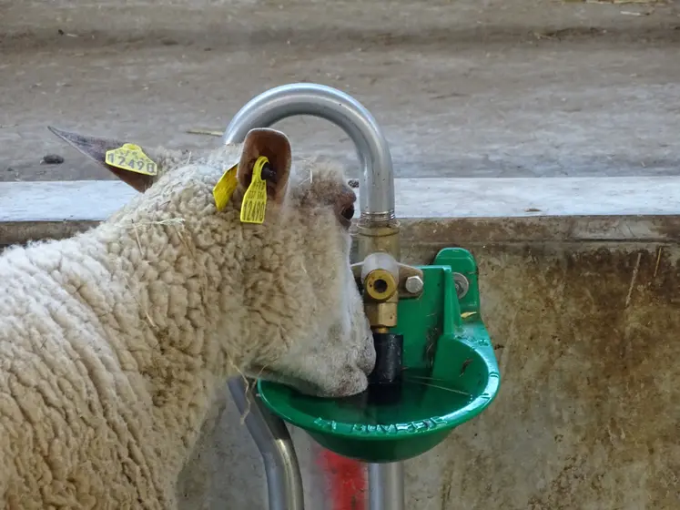 Une brebis buvant de l'eau dans un abreuvoir à pipette.