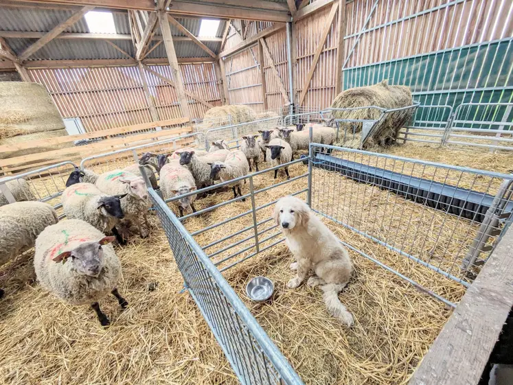 Un chiot de protection dans une case refuge dans une bergerie avec ovins.