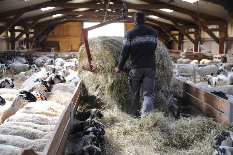 Griffe de distribution sur rail pour nourrir les brebis.