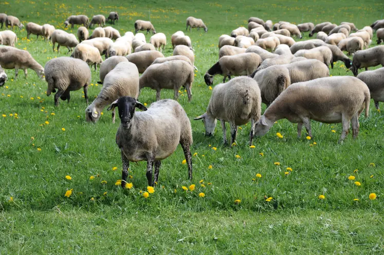 Troupeau de brebis pâturant.