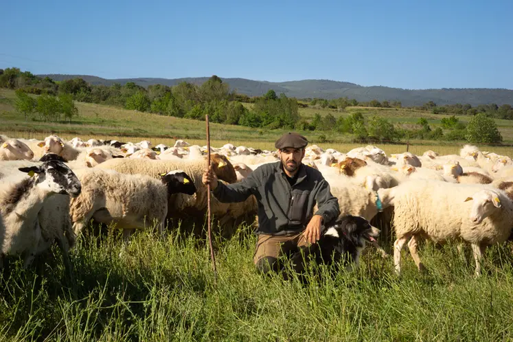 <em class="placeholder">Kévin Dos Santos parmi ses brebis au pâturage.</em>