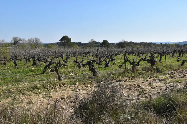 <em class="placeholder">Vignes dans le Gard</em>