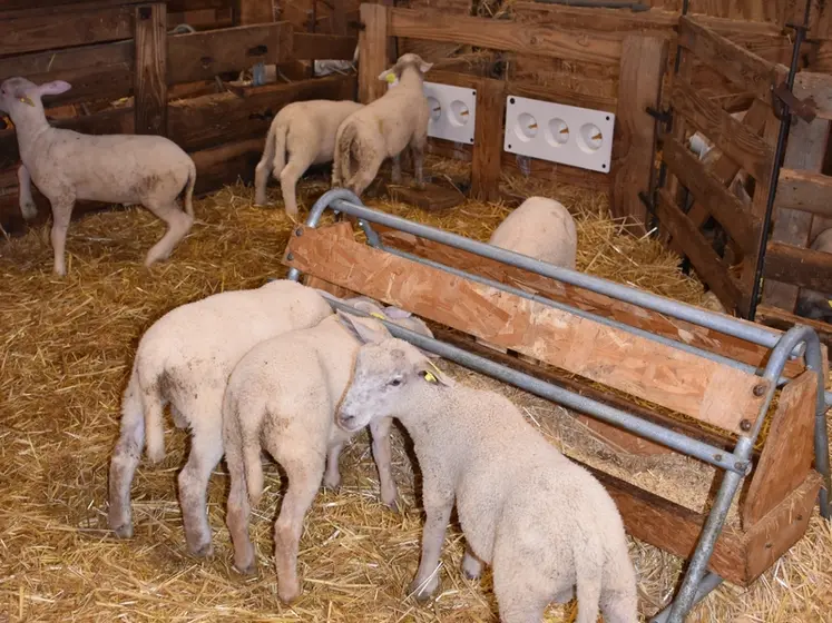 <em class="placeholder">Des agneaux en case d'allaitement à la louve</em>
