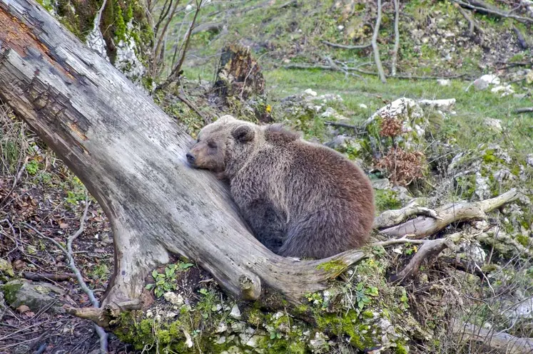 Ours allongé sur un tronc