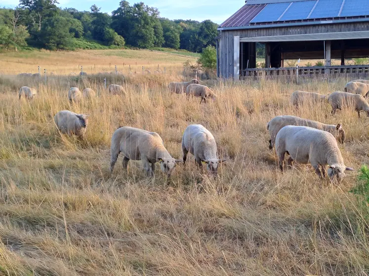 Des ovins pâturent de l'herbe sèche sur pied.
