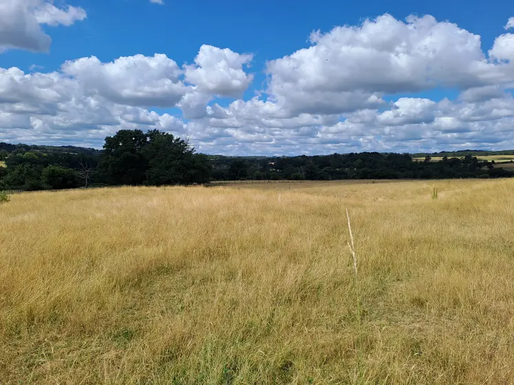 Prairie avec une herbe jaunie à cause de la canicule.