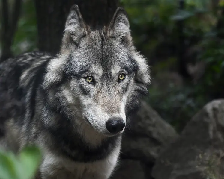 Loup en gros plan dans la forêt.