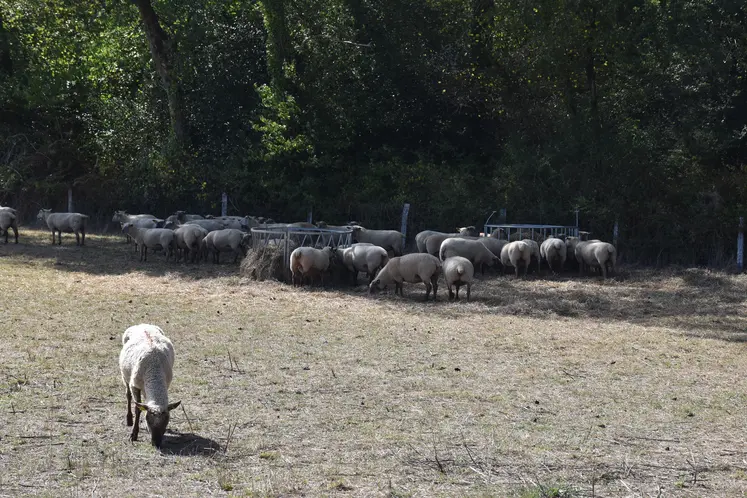 Troupeau ovin pâturant une prairie grillée