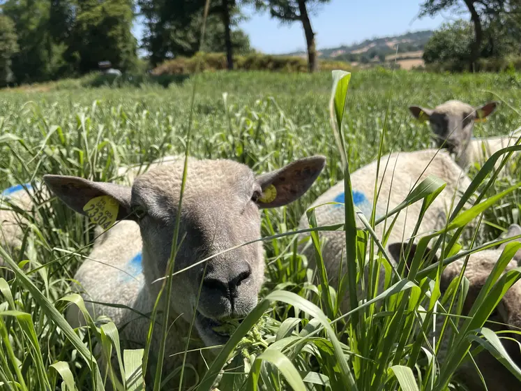 Gros plan sur une brebis pâturant du moha ou du millet.